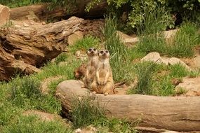 two meerkats in Sababurg Castle park