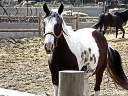 Four legged animal