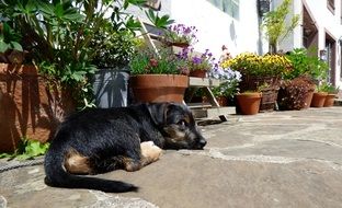 Sweet puppy breed "Jack Russel"