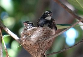 fledglings of a white-throated fantail