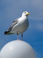 Seagull on ball at sky