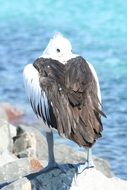Pelican bird stands on the rocks