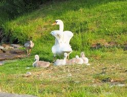 white swan family on the coastline