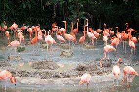 picture of the Flamingos on a pond