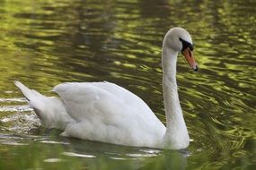 White graceful swan