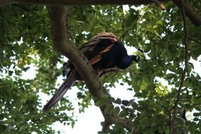 peacock sitting on the tree