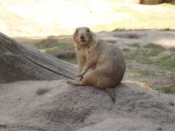 prairie dog on a pile of sand