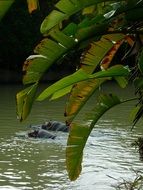 hippos swim in a tropical pond