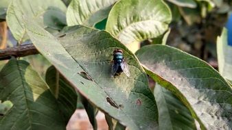 Beautiful and colorful gradient fly insect on the leaf
