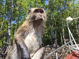 monkey on a background of green trees