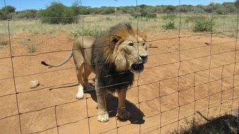 Dangerous lion lives in the Safari
