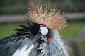 Crowned Bird