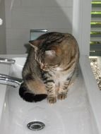 curious cat in bath sink