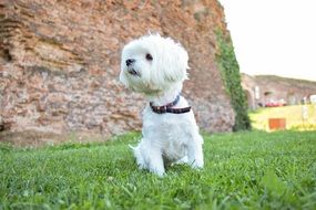 cute white puppy Waiting portrait