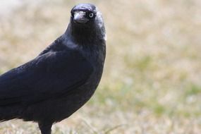 angry Crow Bird closeup portrait