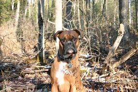 Dog Boxer Sitting