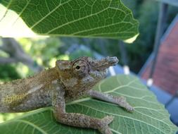 attractive Chameleon