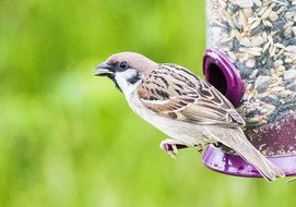 sparrow in the birdhouse