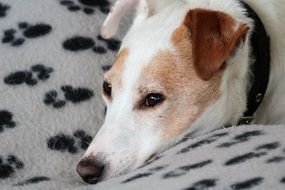 sad Jack Russell Dog