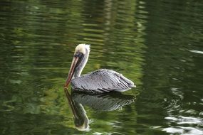 Pelican Bird swims in a pond