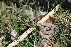 wild snake in the garden