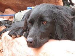 black retriever lies on a stone wall