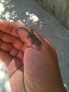 miniature lizard on hand close up