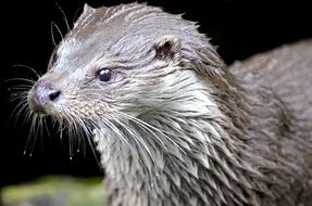 wet Otter head close up