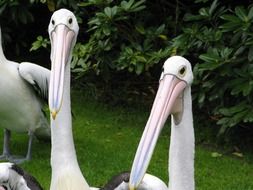 White pelicans in the wildlife