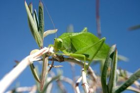 charmingly cute Grasshopper Insect