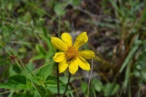 Tiny yellow Flower