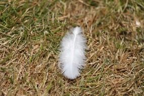 White Bird Feather on grass