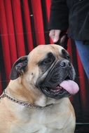 Mastiff with tongue sticking out