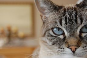 cat with blue eyes close up