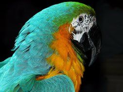 parrot with colorful plumage