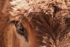 eye of brown donkey close-up