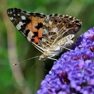 Butterfly Purple Insect