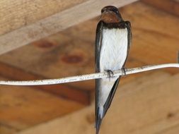 sitting little swallow