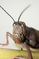 brown locust head close up
