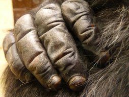 gorilla's big hand