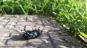 charmingly cute Beetle Chafer