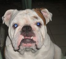 adorable english bulldog