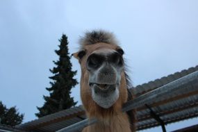 funny portrait of a cute horse with the trees on background
