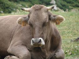 resting farm cow