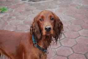 irish setter on a tile track