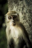 Portrait of standing female Monkey