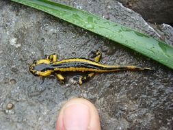 yellow-black salamander