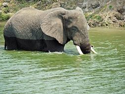 elephant playing in water in uganda