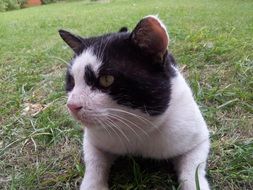 two-colored cat in nature