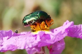 Beetle Blossom